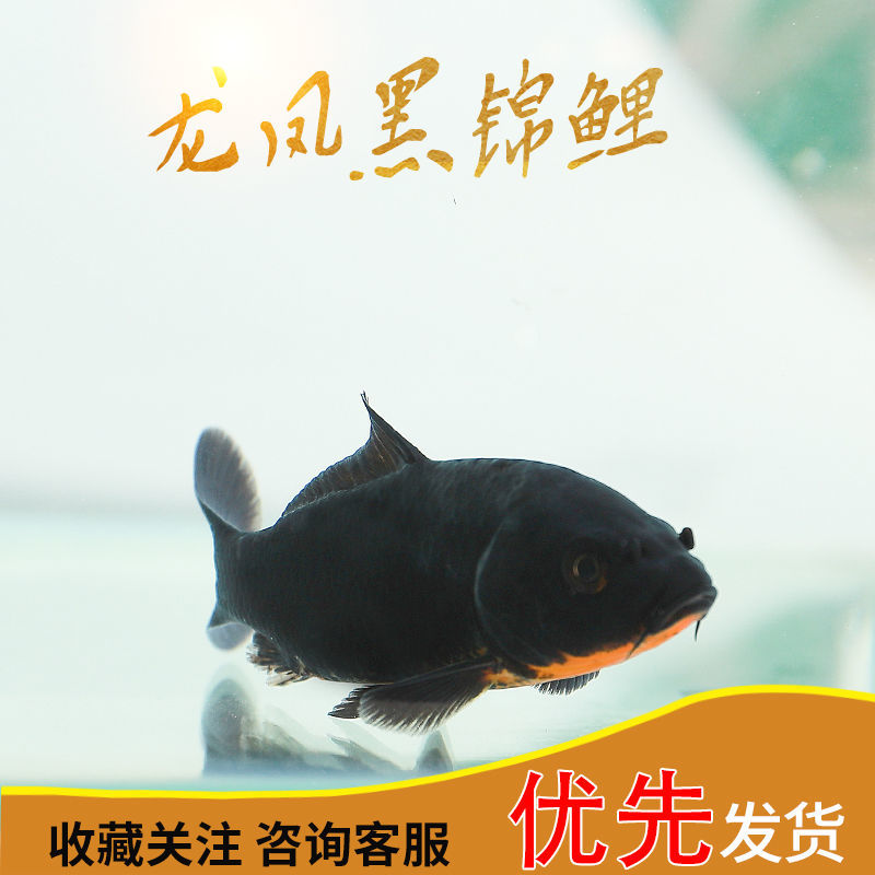 纯种黑金龙凤锦鲤乌金风水镇宅活鱼好养易活冷水淡水观赏鱼小鱼苗