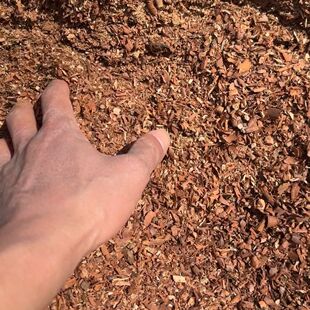 天然雷击老枣木木粉天然雷击枣木原料雷击木粉纯天然雷枣木粉家用