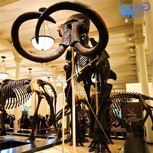 大型动物古生物骨骼化石模型博物馆科普馆展览雕塑展品厂家定制