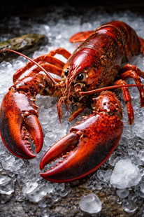 龙虾 openclaw安装部署服务