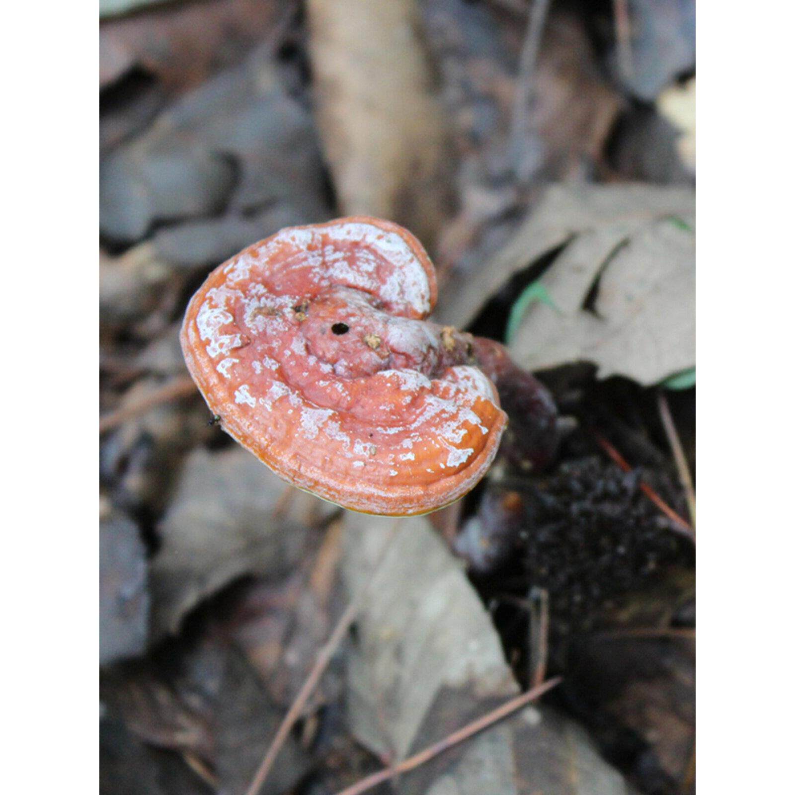 神农架野代生灵芝林芝野生芝整枝小灵芝赤QDI灵芝干货灵可切磨片