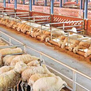 益GHM母草3用兽养殖益母草粉猪牛羊鸡鸭鹅用畜牧禽益母专草10斤20