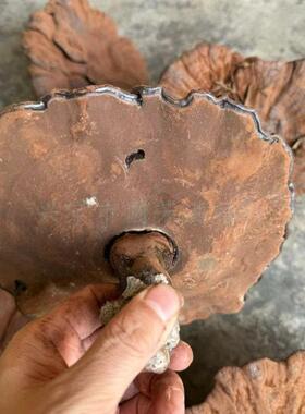 紫EZD梅山灵芝正宗林下彷野生含孢子粉灵芝州深采摘长不柄苦整枝