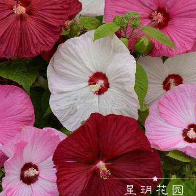 多年生宿根耐寒植物大花芙蓉葵花期长庭院花园别墅民宿花境植物