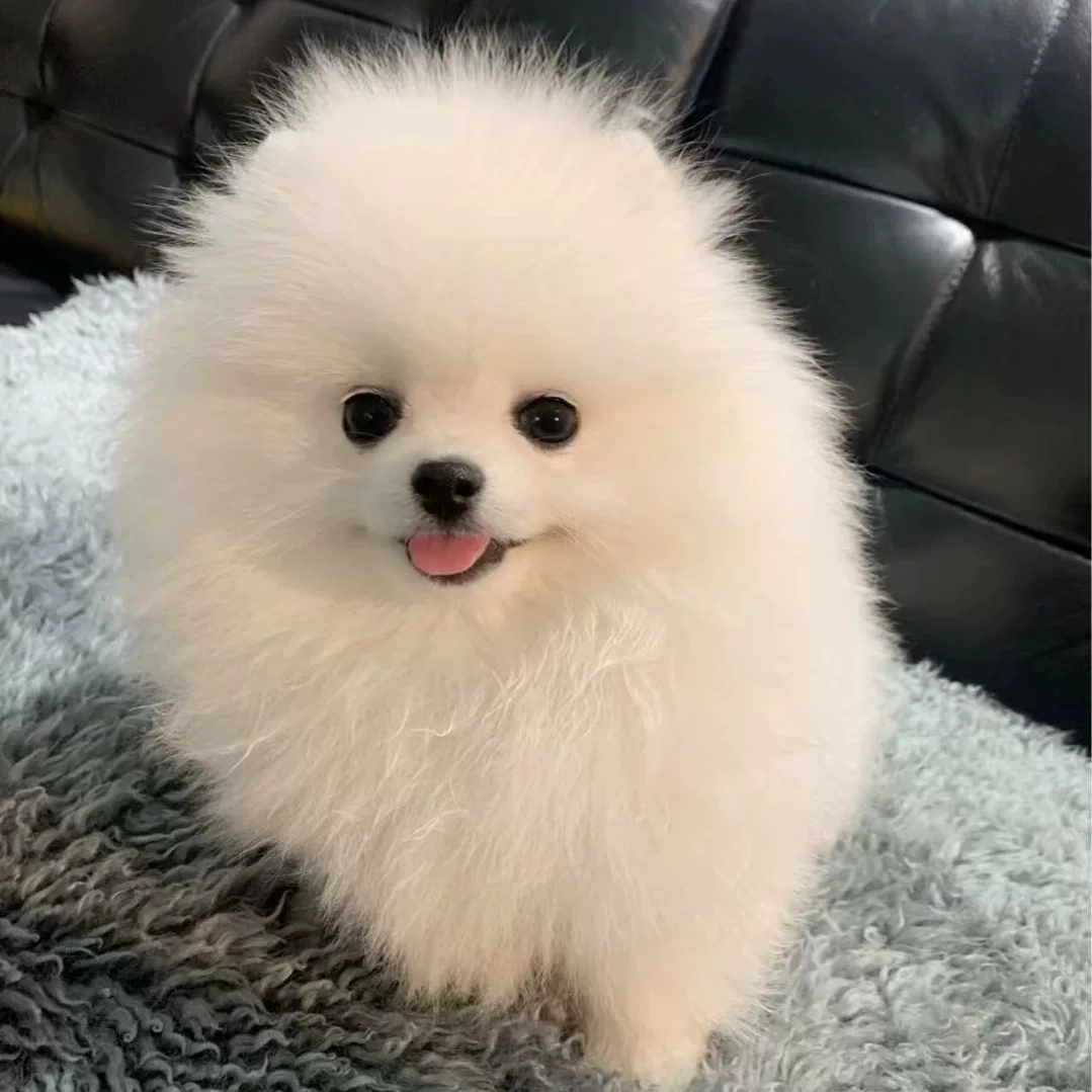 纯种博美幼犬茶杯犬活体长不大俊介小型犬博美幼犬宠物狗白色小狗