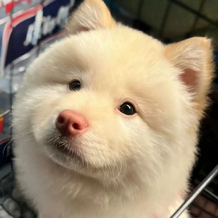 土松幼犬广西土猎犬不掉毛中华田园白面网红小狗可爱温顺听话狗狗