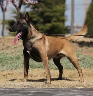 马犬幼犬纯种活体军犬警犬爆黑红马犬幼崽看家护院犬精品大型狼狗