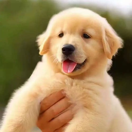 纯金毛活体金毛枫叶红金毛沙滩金巡回狩猎犬狗狗活体金毛幼犬