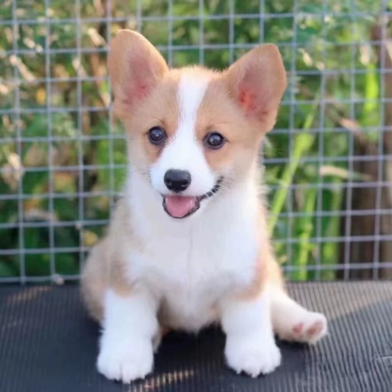 纯种柯基幼犬活体双血统威尔士双色三色小短腿小型犬家养宠物狗狗