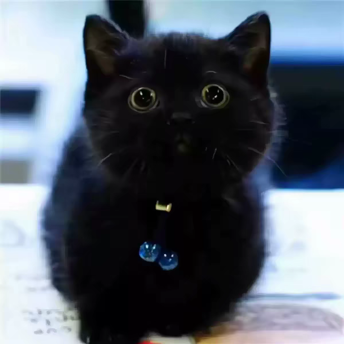 中华田园猫纯黑猫黑色玄猫幼崽纯猫咪