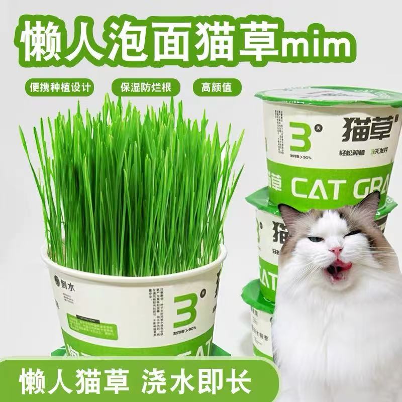懒人泡面猫草盆栽种子猫薄荷猫咪用品大全零食轻松温和排毛化草毛