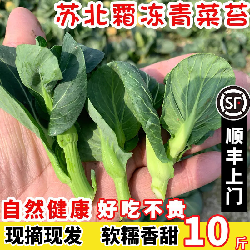 苏北霜冻苏州青菜苔新鲜油菜心小青菜蔬菜白菜苔包邮江苏矮脚菜芯,水产肉类/新鲜蔬果/熟食,叶菜类,淘宝优惠券,粉丝福利购,淘宝优惠卷