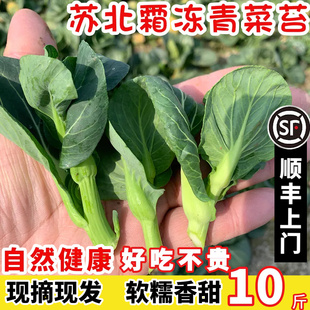 苏北霜冻苏州青菜苔新鲜油菜心小青菜蔬菜白菜苔包邮江苏矮脚菜芯
