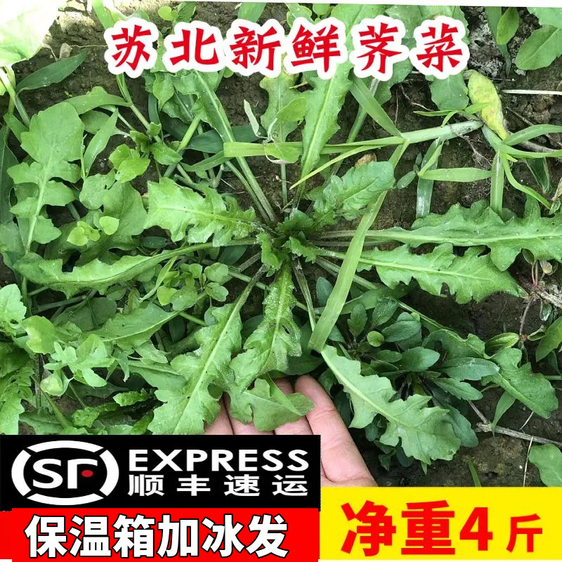 泺涎顺丰荠菜野菜新鲜包邮保鲜嫩