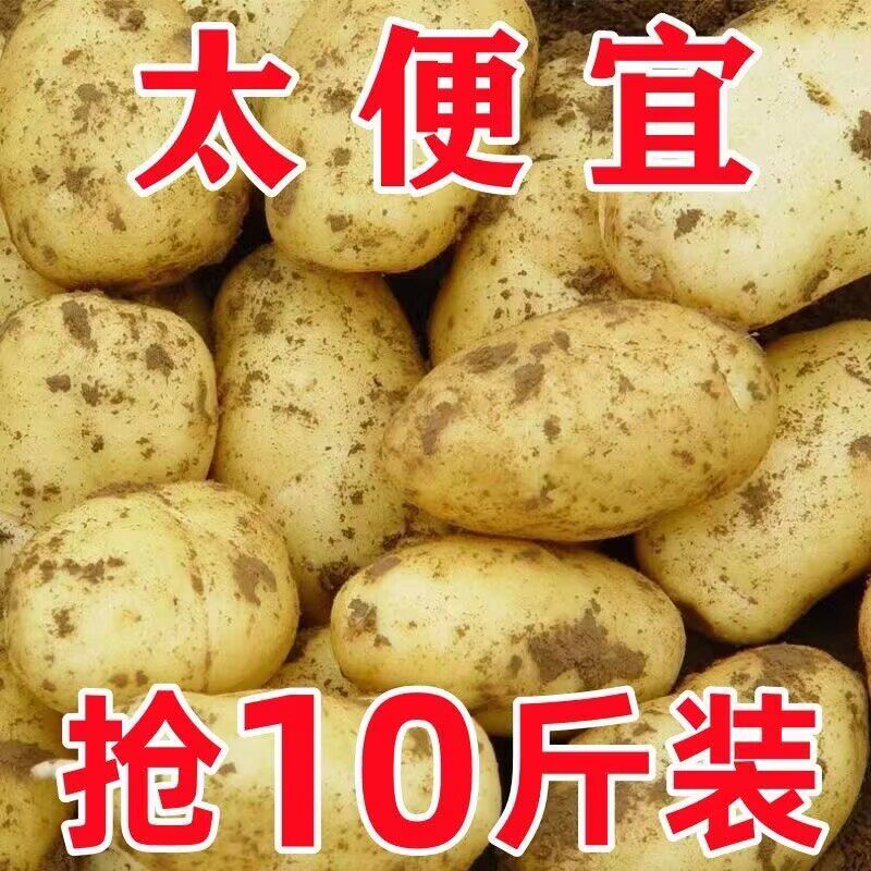 正宗黄心土豆黄皮粉糯洋芋马铃薯黄肉新鲜现挖美味健康整箱批发