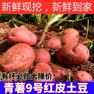 25年新红皮土豆当季 新鲜洋芋青薯9号红皮黄心土豆粉糯高山马铃薯