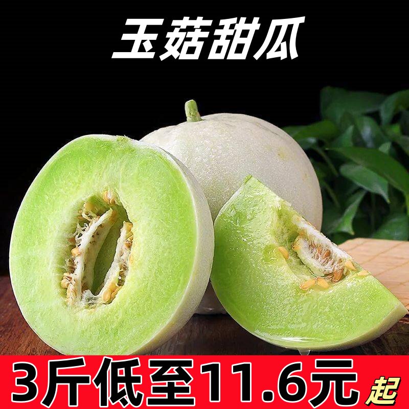 东山玉菇甜瓜新鲜水果应季头茬现摘软糯香甜蜜瓜脆瓜香瓜现摘现发