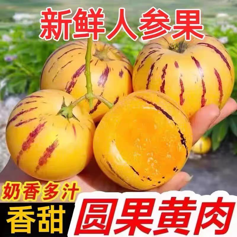 云南石林树上熟人参果人生果水果圆果大果新鲜现摘黄肉黄心人叁果