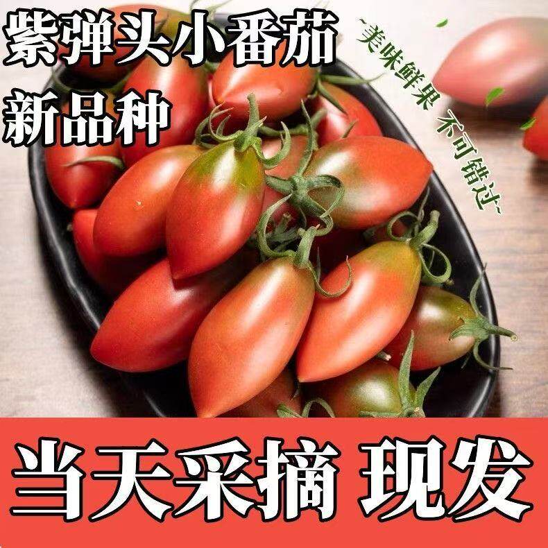 【现货】新鲜紫弹头小番茄应季孕妇水果圣女果盐碱西红柿
