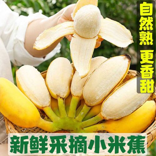 广西小米蕉甜糯小米蕉