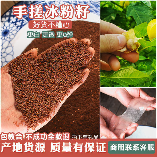 手搓冰粉籽天然头茬冰籽四川冰粉凉粉商用级手工气泡冰粉摆摊专用