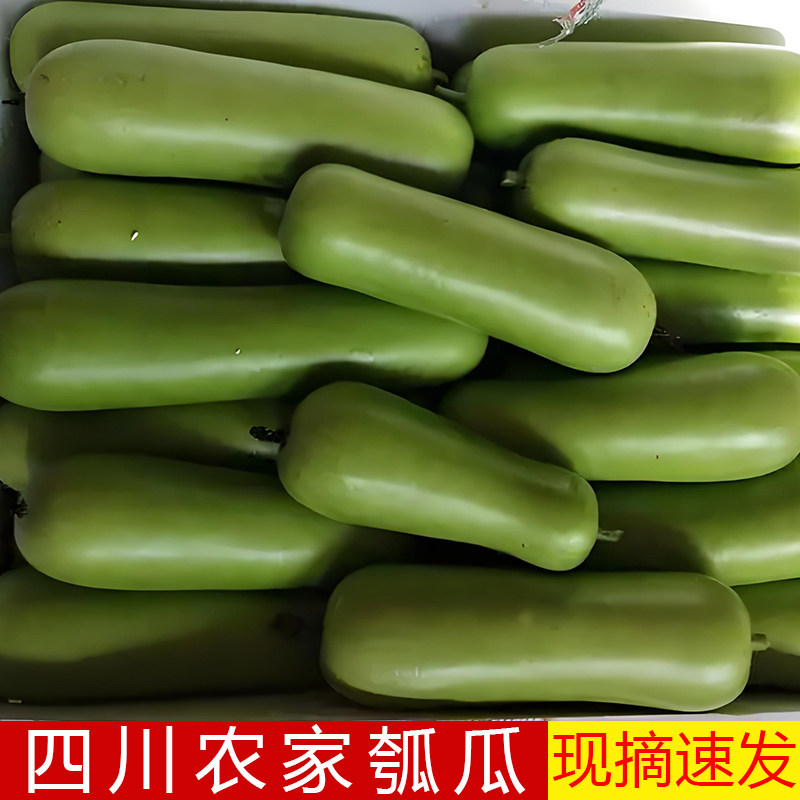 四川新鲜瓠瓜农家自种现摘蒲瓜胡瓜葫芦瓜应季蔬菜嫩瓠子瓜