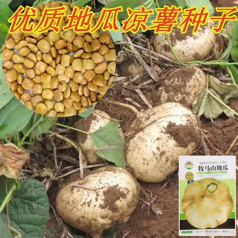 早熟牧马山地瓜种子凉薯水果地瓜种籽高产大田阳台盆栽蔬菜种孑
