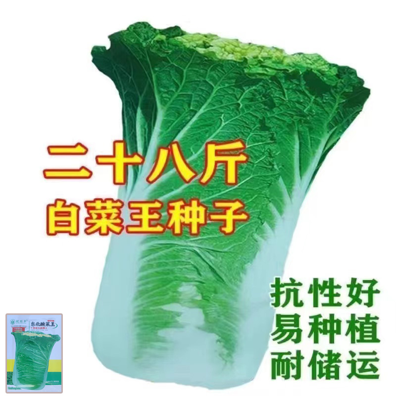 28斤冬储大白菜种子东北酸菜王种子高产抗病白菜种子四季蔬菜种子