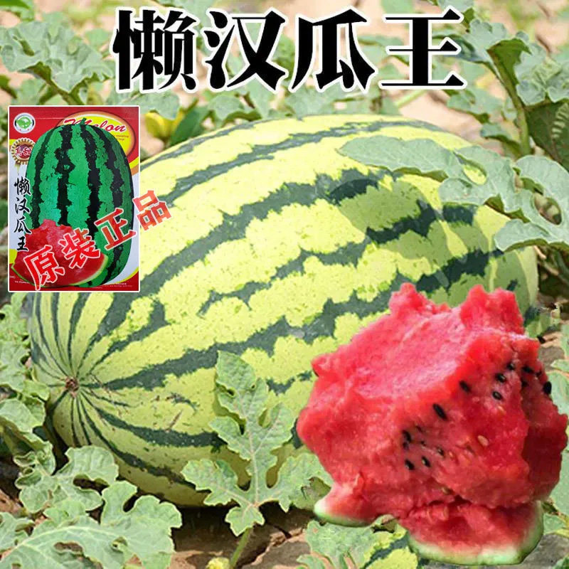 【巨型西瓜种子】高产甜早熟四季家庭园艺种子