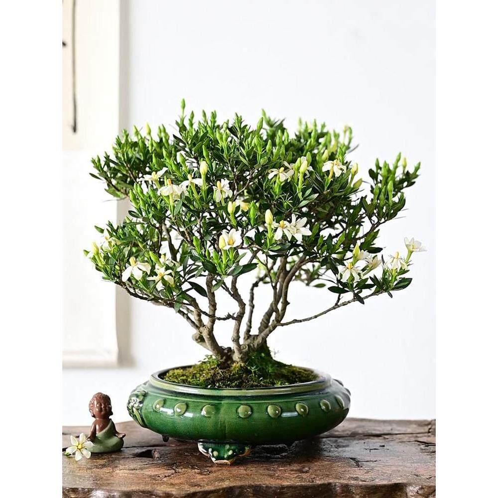 日本丸叶达摩清誉栀子小品盆景观花提根附石一本多杆大树型