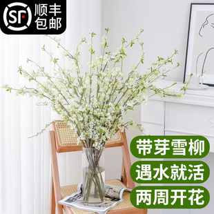 速发雪柳鲜枝水培植枝室珍珠李绿干物支内水养开花卉龙柳盆栽插花
