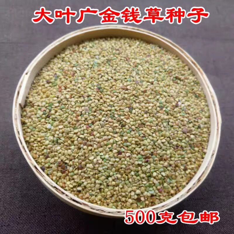 2023新货广金钱草种子 大叶金钱草广西金钱草种子中药材500克包邮