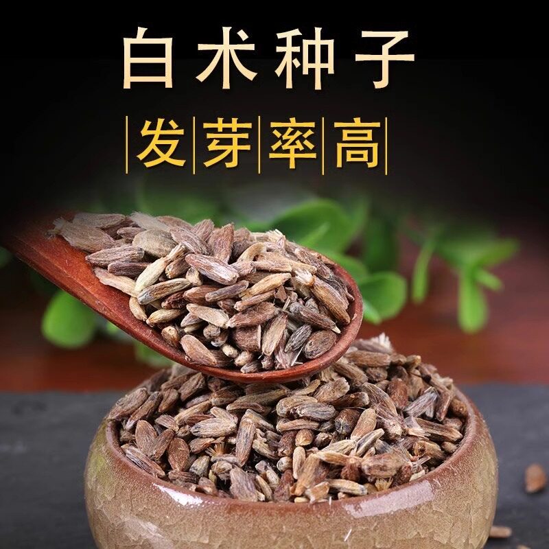 白术种子中药材种植秧苗新产药材种子高产改良白术种子