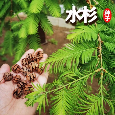 花色仙水杉盆景工程绿化丛林四季