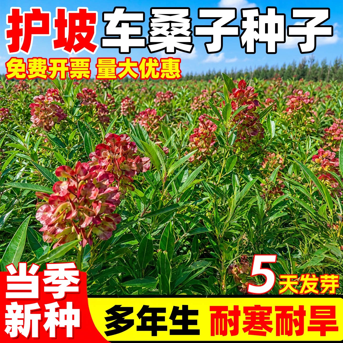 车桑工程绿化多年生护坡灌木草籽