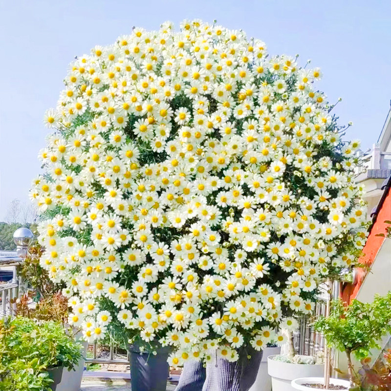 罗马洋甘菊种子四季播种开花爆盆花卉盆栽庭院小雏菊花种籽子