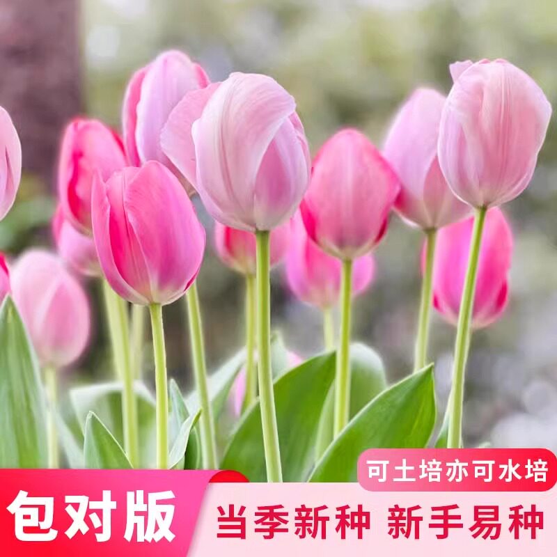 荷兰郁金香种球水培冬季花卉盆栽室内耐寒土培郁金香花种四季