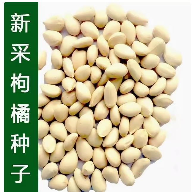 新采枸橘种子枳壳种子香橙红橘种子柑橘马甲子嫁接砧木带刺篱笆墙