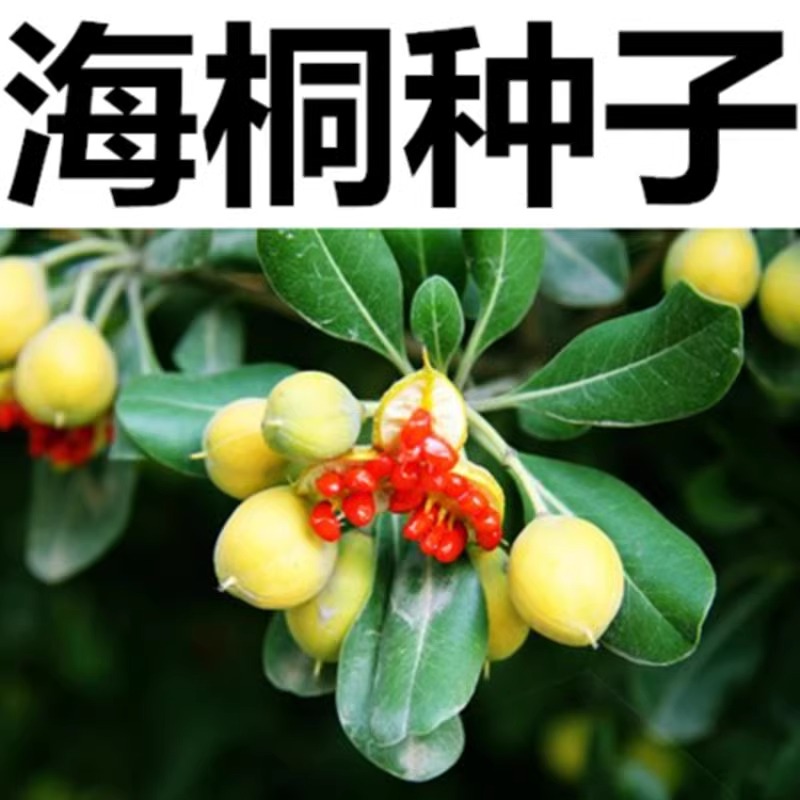 花色仙优质林木种子海桐球种子