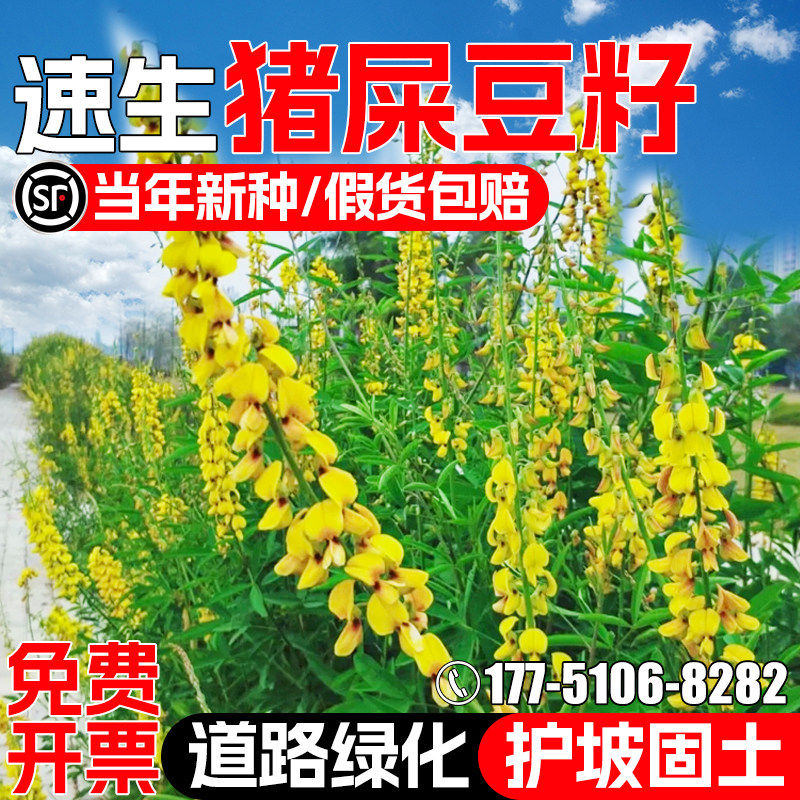 猪屎豆种子速生护坡固土灌木草籽四季常青工程绿化荒地复绿草种籽