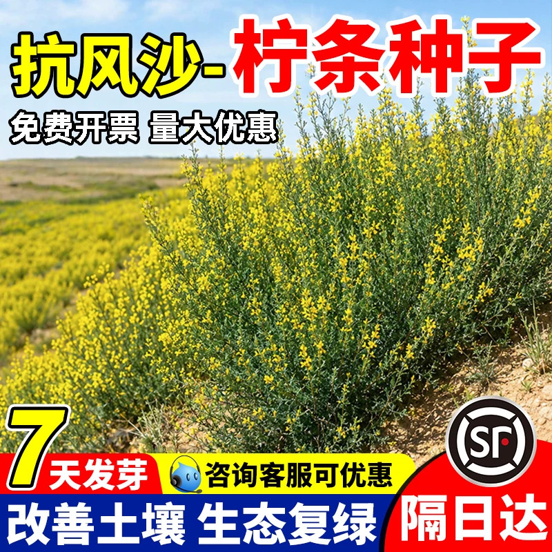 柠条工程绿化生态修复耐盐碱