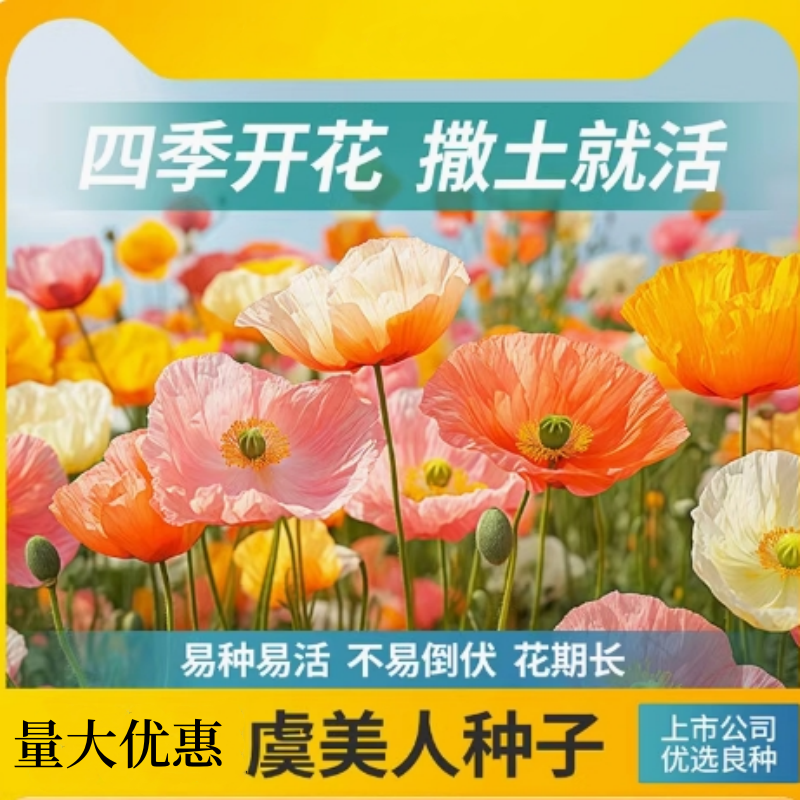 虞美人花种籽子播种开花多年生庭院室外冰岛虞美人耐寒花种子