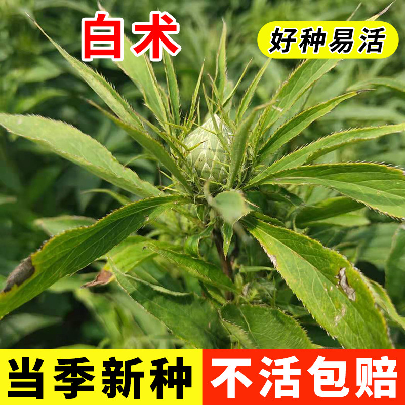 改良白术种子药材白术种籽产量高中药材种子药材种子秋季播种