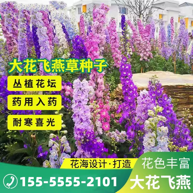 大花飞燕草四季易种活室外庭院