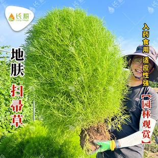 绿色地肤种子铁扫帚草坪种孑园林景观红地麦苗菜种籽观赏花海种子