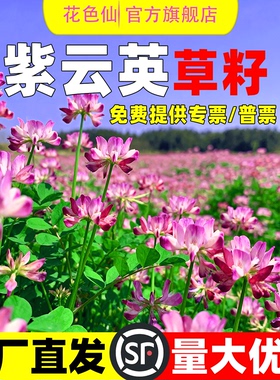 紫云英种子四季牧草种子食用高产红花草种子蜜源固氮果园绿肥草籽