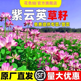 紫云英种子四季牧草种子食用高产红花草种子蜜源固氮果园绿肥草籽