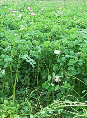 紫云英种子绿肥种籽红花草籽种牧草果园草种养蜂蜜源植物翘摇草籽