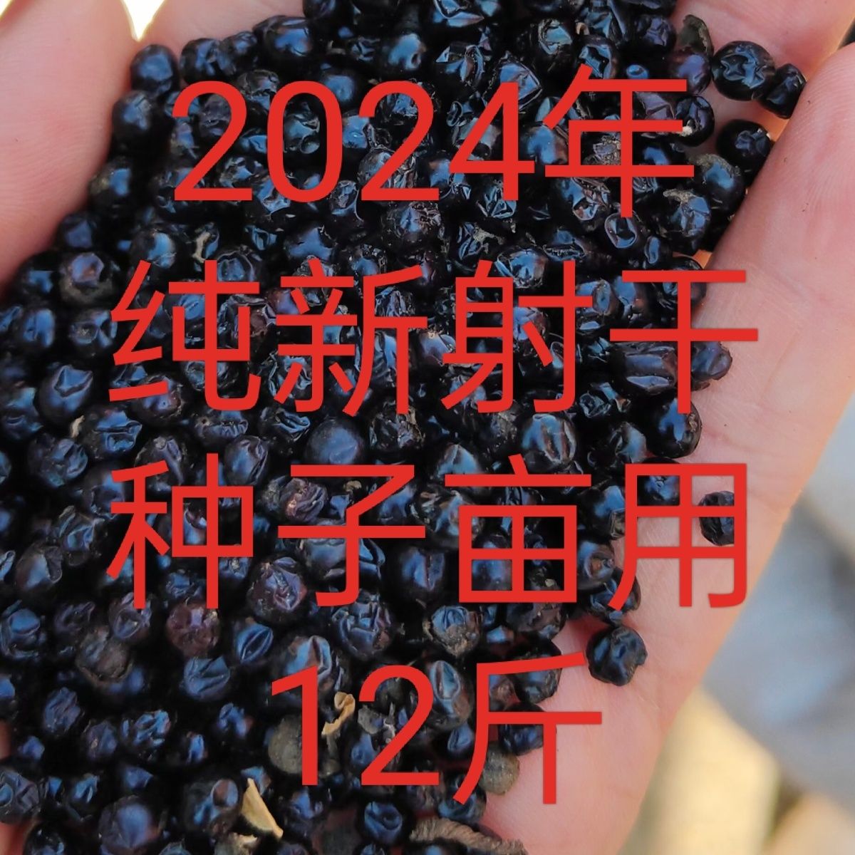 中药材射干种子籽纯新货20
