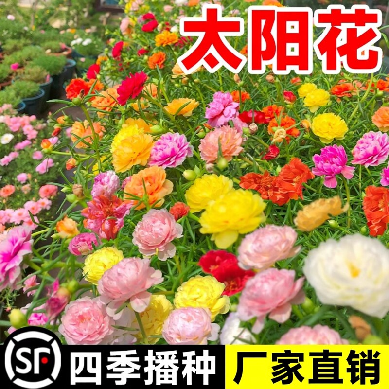 重瓣太阳花种子种孑小花种籽子室内大花花卉矮花花籽播种开花